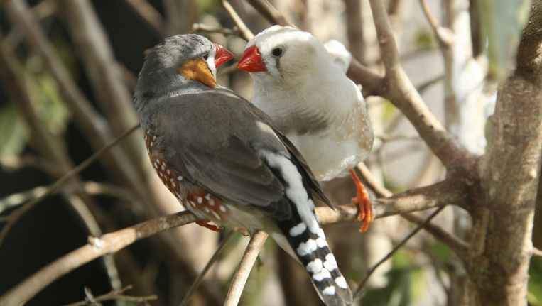 Afbeelding van Dagkamp: Verliefde Vogels (2,5-6 jaar)